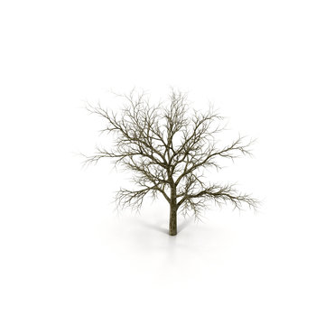 Winter Oak Tree Isolated on White Background 3D Illustration