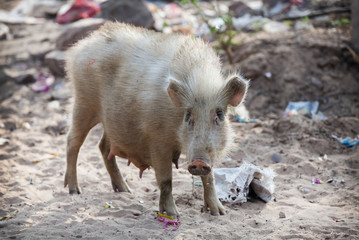 Pig on the contaminated beaches. Southeast Asia