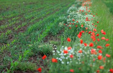 Abstract image of a field with spring flowers