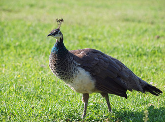 Young peahen on a green lawn