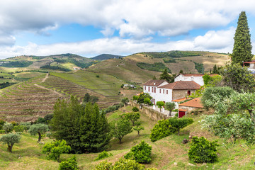 Fototapeta na wymiar Landscape of the Douro river regionin Portugal - Vineyards