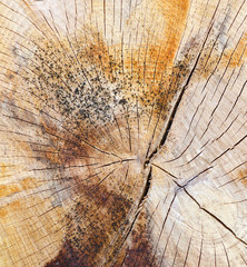 Abstract Background Texture Of Freshly Chainsaw Cut Wood