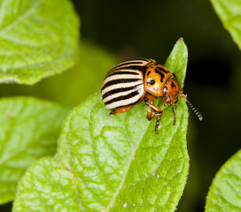 Colorado potato beetle