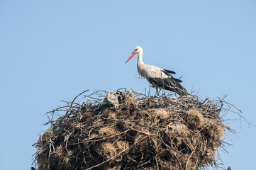 Stork on stork nest done on power pole on blue sky background