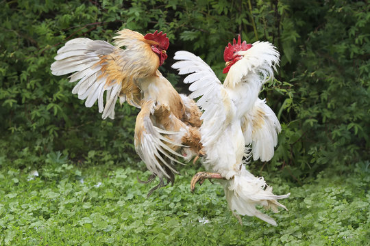 two cocks white and red fight on the farm