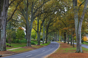 Fototapeta na wymiar Queens Road West in Charlotte in the Fall Season