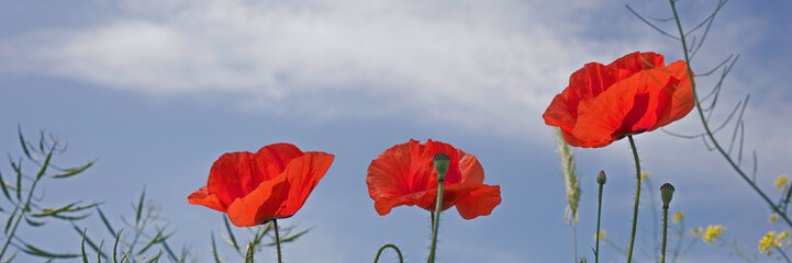 Rote Mohnblumen vor blauem Himmel mit Wolken