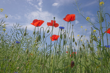 Rote Mohnblumen vor blauem Himmel mit Wolken