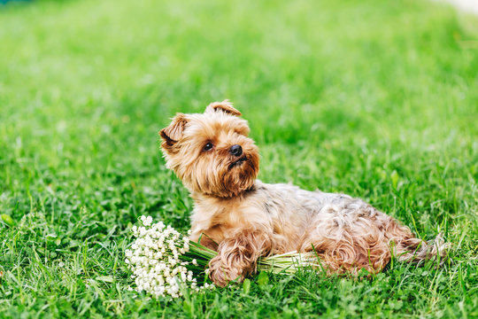 Beautiful Yorkshire Terrier Dog with bouquet of flowers on the green grass..