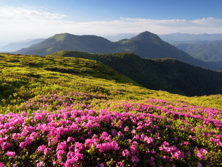 Pink flowers in mountains