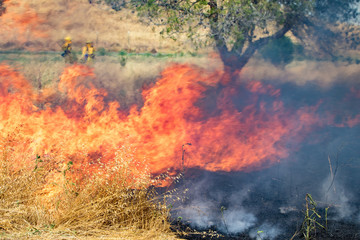 Fototapeta premium Firefighter Fighting Wildland Forest Grass Fire