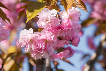 Flowers tree background. Flower sakura. Flower cherry tree. Flower spring. Spring flowers. Flower blossom. Pink flower. Flower beauty. Blooming flower. Tree flower. Flower blossoming. Flower bloom sky