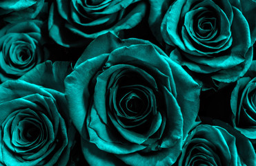  blue roses isolated on a black background. greeting card with f