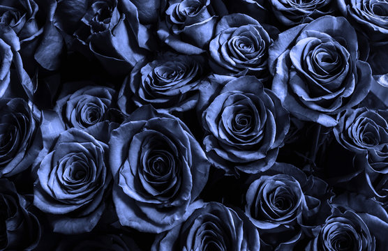 Fototapeta bark blue roses background.greeting card.