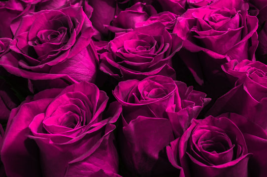 Natural purple roses isolated on a black  background