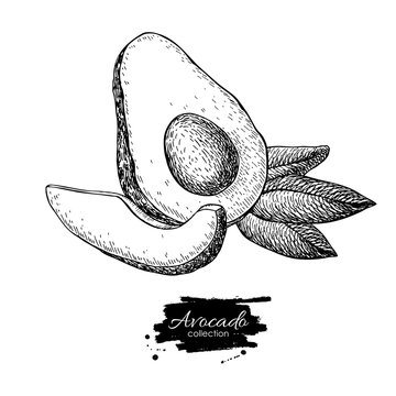 Vector hand drawn avocado, sliced piece and leaves.