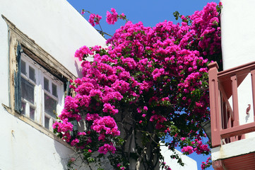 Old window on a white building with beautiful bougainvillea flowers