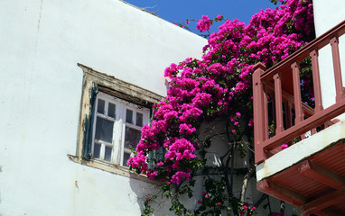 Old window on a white building with beautiful bougainvillea flowers