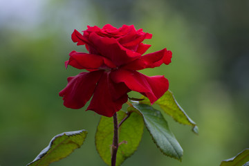 Red rose