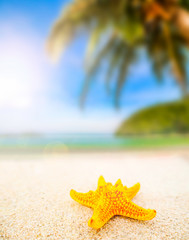 Fototapeta na wymiar Starfish on sand at beautiful beach on sunny day, yellow starfish, starfish on nature background.