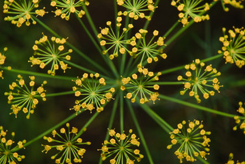 Dill (Anethum graveolens). Macro. Top view