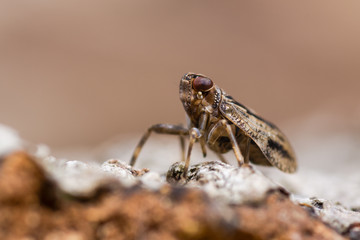 Issus coleoptratus (Homoptera) in profile. Bug in the order Hemiptera, in the family Issidae, with large number of cross-veins in wings