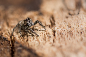 Zebra spider (Salticus scenicus) eyes and palps. Distinctive jumping spider in the family Salticidae, with arrangement of eyes visible.  On bark of tree