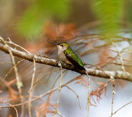 Ruby Throated Humming bird in a boreal forest in Northern Quebec after its long migration north. Very small hummingbirds with a lot of fight to do the long trip from the south.