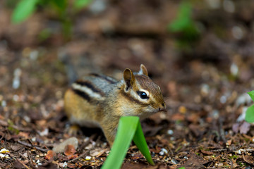Chipmunks are small, striped rodents of the family squirrel. Chipmunks are found in North America, with the exception of the Siberian chipmunk which is found primarily in Asia.