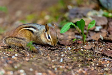 Naklejka na ściany i meble Chipmunks are small, striped rodents of the family squirrel. Chipmunks are found in North America, with the exception of the Siberian chipmunk which is found primarily in Asia.