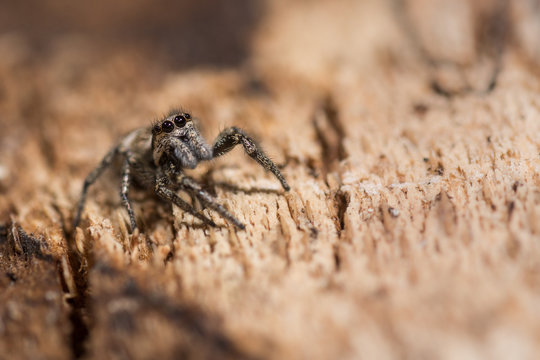Zebra spider (Salticus scenicus) eyes and palps. Distinctive jumping spider in the family Salticidae, with arrangement of eyes visible.  On bark of tree