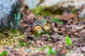 Chipmunks are small, striped rodents of the family squirrel. Chipmunks are found in North America, with the exception of the Siberian chipmunk which is found primarily in Asia.