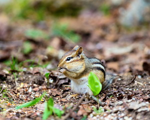 Chipmunks are small, striped rodents of the family squirrel. Chipmunks are found in North America, with the exception of the Siberian chipmunk which is found primarily in Asia.