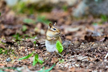 Chipmunks are small, striped rodents of the family squirrel. Chipmunks are found in North America, with the exception of the Siberian chipmunk which is found primarily in Asia.