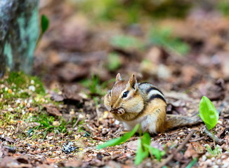 Naklejka na ściany i meble Chipmunks are small, striped rodents of the family squirrel. Chipmunks are found in North America, with the exception of the Siberian chipmunk which is found primarily in Asia.