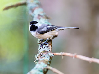 Black capped chickadee. Widely considered friendly bird thanks to its oversized round head, tiny body, and curiosity about everything, including humans. The chickadees black cap and bib; 