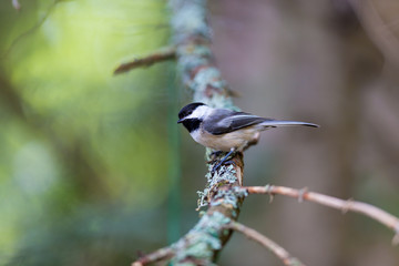 Black capped chickadee. Widely considered friendly bird thanks to its oversized round head, tiny body, and curiosity about everything, including humans. The chickadees black cap and bib; 