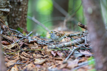 Crisp facial markings make the White-throated Sparrow an attractive bird as well as a hopping, flying anatomy lesson. They are common in northern Quebec where they breed in summer.