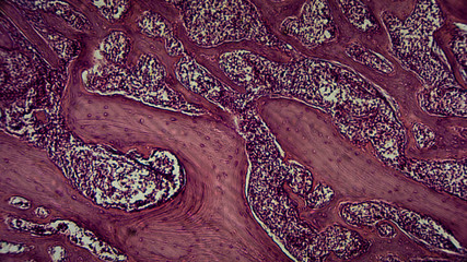 menschliche Zellen unter dem Mikroskop - Anatomie / Histologie / Pathologie