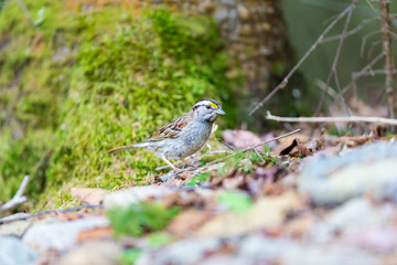 Crisp facial markings make the White-throated Sparrow an attractive bird as well as a hopping, flying anatomy lesson. They are common in northern Quebec where they breed in summer.
