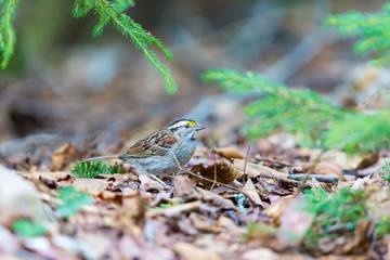 Crisp facial markings make the White-throated Sparrow an attractive bird as well as a hopping, flying anatomy lesson. They are common in northern Quebec where they breed in summer.