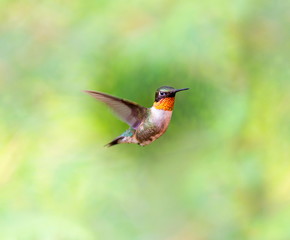 Ruby Throated Humming bird in a boreal forest in Northern Quebec after its long migration north. Very small hummingbirds with a lot of fight to do the long trip from the south.