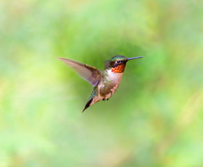 Ruby Throated Humming bird in a boreal forest in Northern Quebec after its long migration north. Very small hummingbirds with a lot of fight to do the long trip from the south.