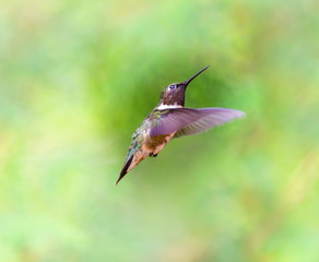Naklejka na ściany i meble Ruby Throated Humming bird in a boreal forest in Northern Quebec after its long migration north. Very small hummingbirds with a lot of fight to do the long trip from the south.