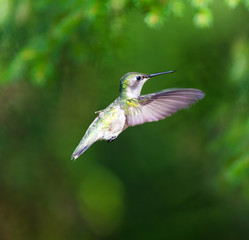 Ruby Throated Humming bird in a boreal forest in Northern Quebec after its long migration north. Very small hummingbirds with a lot of fight to do the long trip from the south.