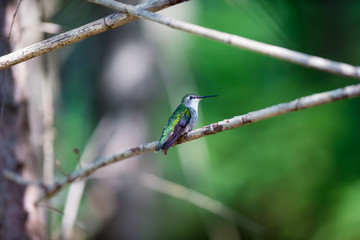Ruby Throated Humming bird in a boreal forest in Northern Quebec after its long migration north. Very small hummingbirds with a lot of fight to do the long trip from the south.
