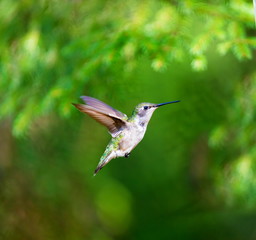 Ruby Throated Humming bird in a boreal forest in Northern Quebec after its long migration north. Very small hummingbirds with a lot of fight to do the long trip from the south.