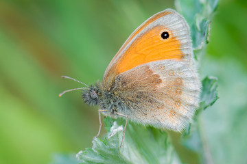 Kleines Wiesenvögelchen (Coenonympha pamphilus) an Gras auf der Wiese