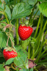 Frische rote Erdbeeren am Erdbeerstrauch auf der Erdbeerplantage