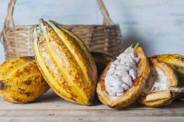 Cosecha de cacao